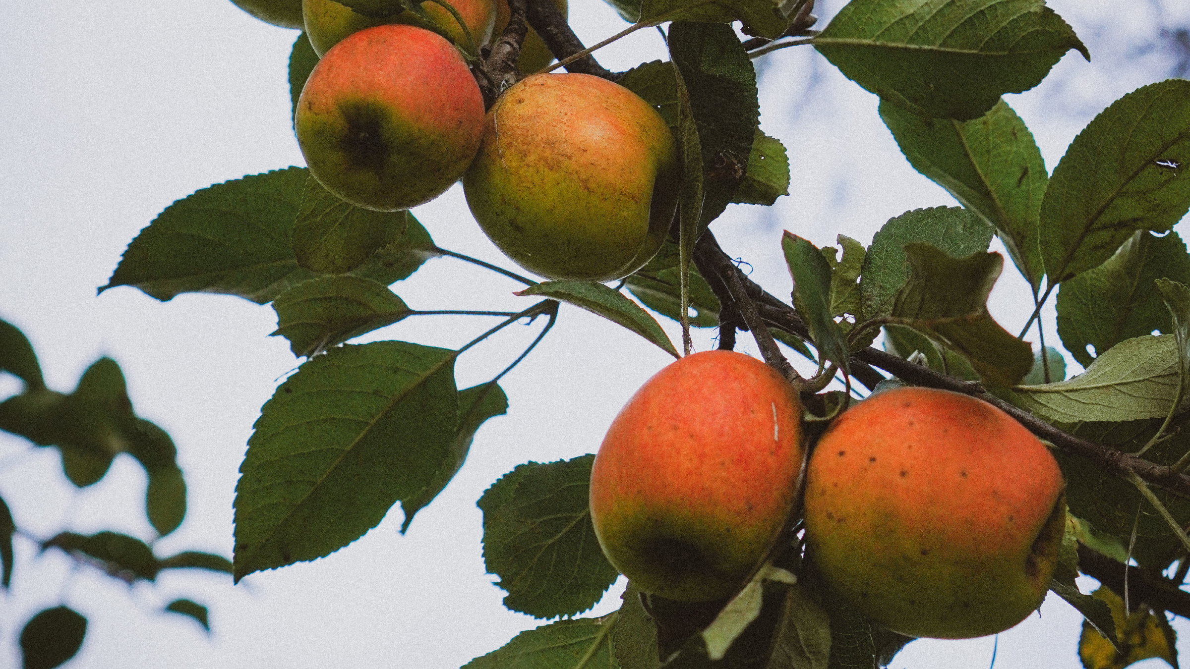 Le guide ultime du calvados normand : tout comprendre en 7 minutes